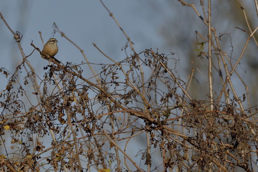 Uccellino da identificare:  Zigolo muciatto (Emberiza cia)